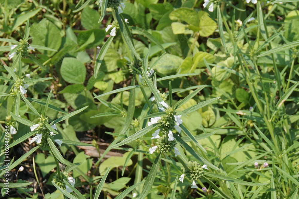 photo of wild grass with beautiful white flowers photo of wild grass with beautiful white flowers