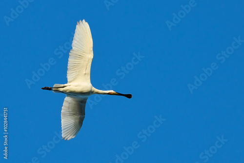 Eurasian Spoonbill, Platalea leucorodia photo