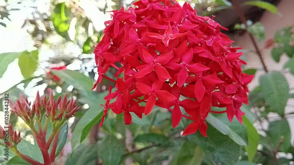 red flower