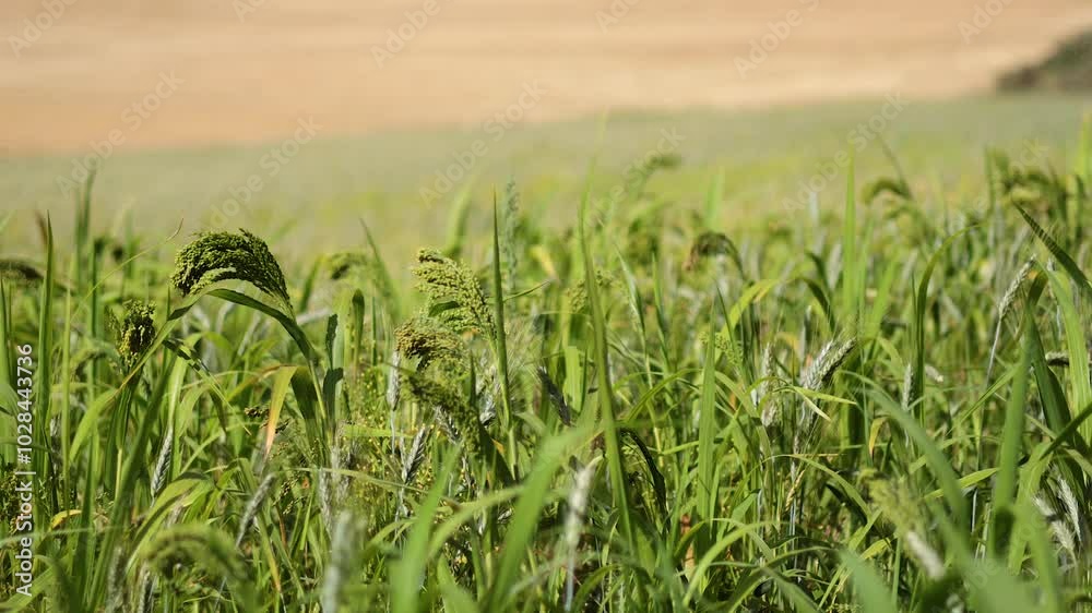 Wind Blowing Through Green Field Wind Blowing Through Green Field