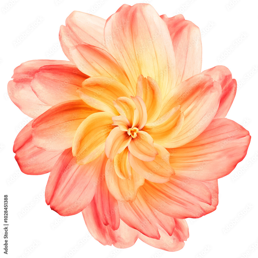 Flower dahlia. on Isolated  background. Close-up.  For design. Transparent background.