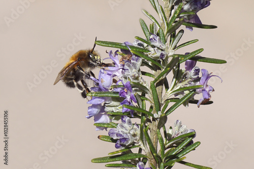 Hairy-footed flower bee (Anthophora plumipes) on flowers of rosemary (Salvia rosmarinus), family Lamiaceae, Labiatae. March, Netherlands. photo