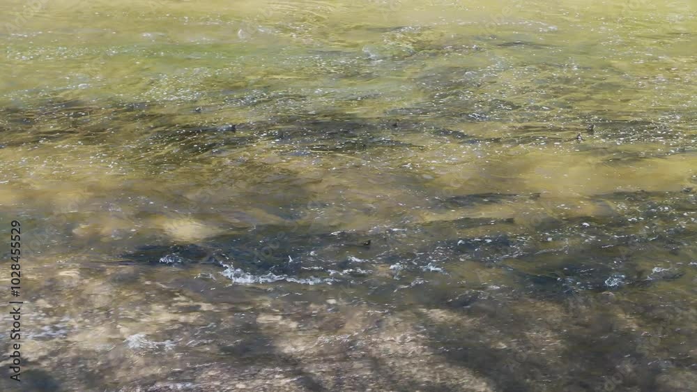 Salmon swimming upstream in a shallow river during their migration Salmon swimming upstream in a shallow river during their migration