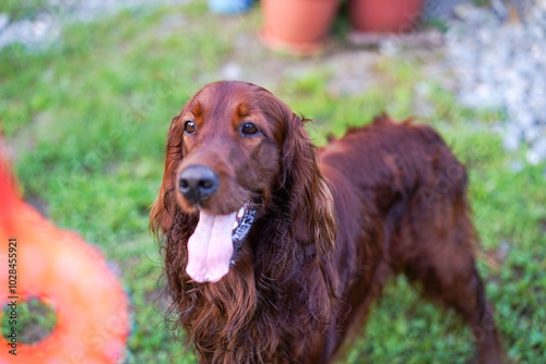  Irish red setter on green grass near playground and his toy, playful dog, playing with owner