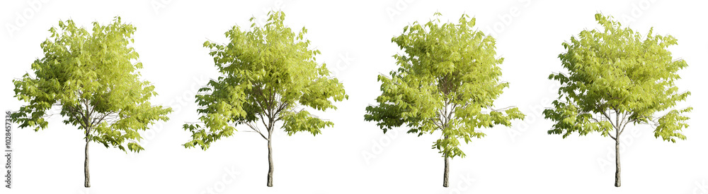 Tree on transparent background.3d rendering Tree on transparent background.3d rendering