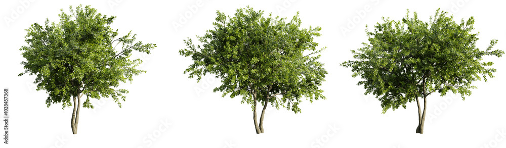 Water Gum Tree on transparent background.3d rendering Water Gum Tree on transparent background.3d rendering