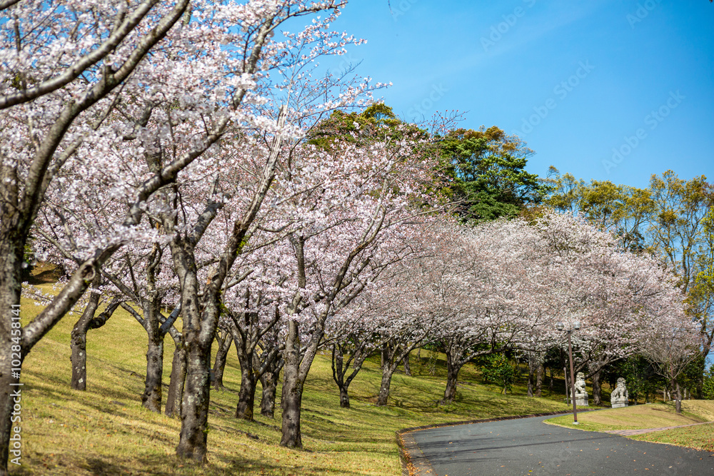 桜と遊歩道