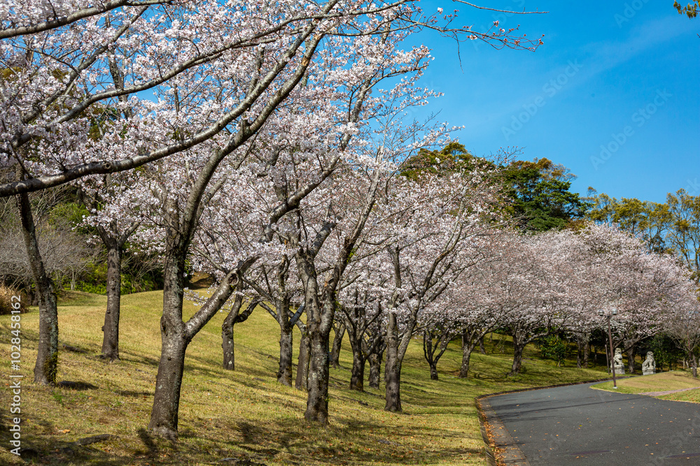 桜と遊歩道