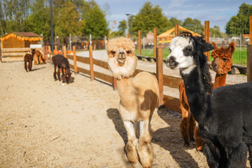 Sierkussen Lama Twee speelse alpaca's in close-up  © Iryna