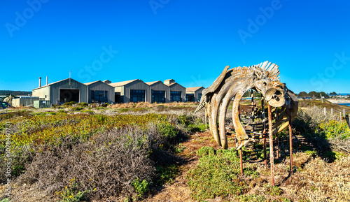 Gray whale skeleton on display at a Marine Laboratory of the University of California, Santa Cruz, United States photo