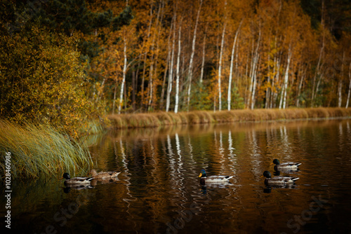 Ducks swimming in a scenic lake in autumn