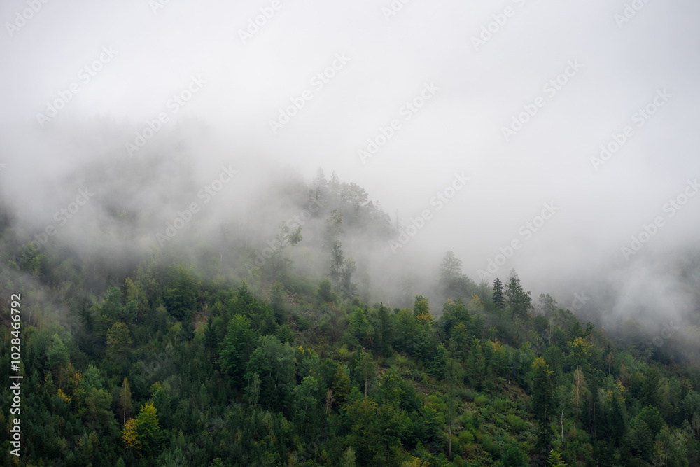 Alpine mountains covered with forests in the morning fog Alpine mountains covered with forests in the morning fog