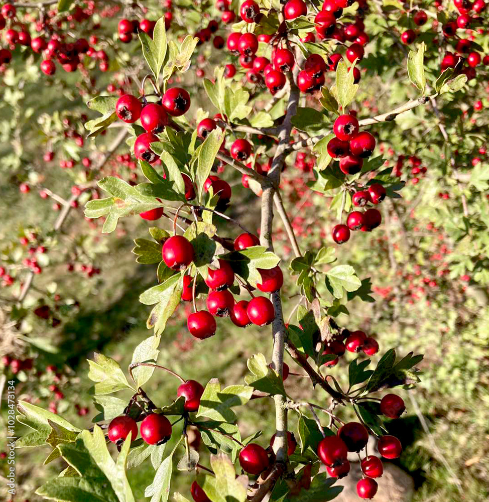 Hawthorn or Crataegus berries. Red hawthorn fruits close-up, in their natural growing environment outdoors. Hawthorn or Crataegus berries. Red hawthorn fruits close-up, in their natural growing environment outdoors.