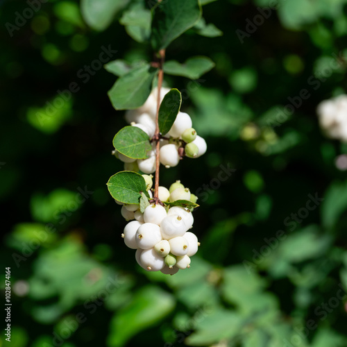 Früchte der Schneebeere,Symphoricarpos photo