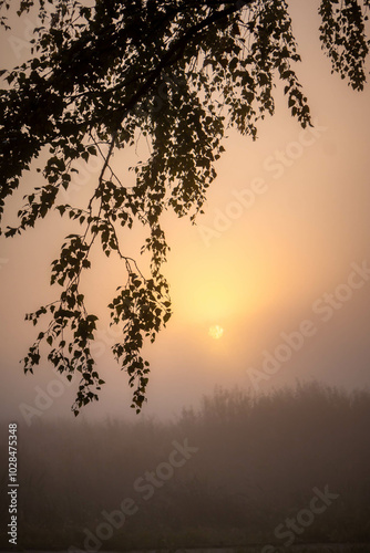 Autumn park, early morning. European nature. Dawn in the fog, birch branches in the foreground