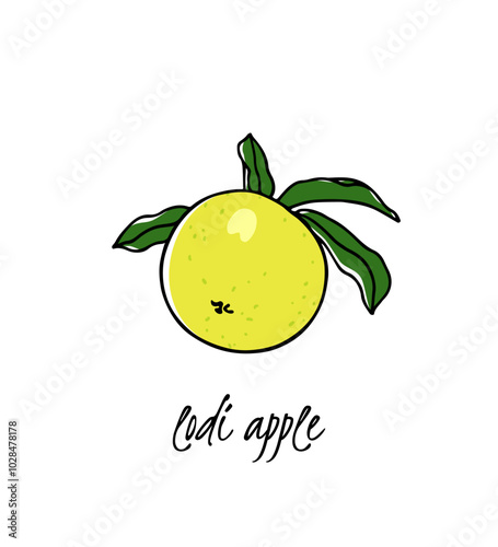 Vector card with hand drawn ripe Lodi apple illustration. Beautiful healthy food design elements. Ink drawing, graphic style. 
