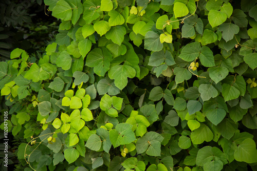 Tableau sur toile Tropical kudzu vines leaves