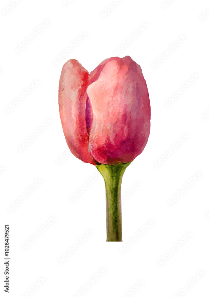 tulip isolated on white, vector tulip isolated on white, vector