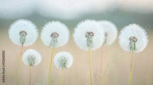 Sunny field of dandelions, vibrant yellow blooms in nature's embrace
