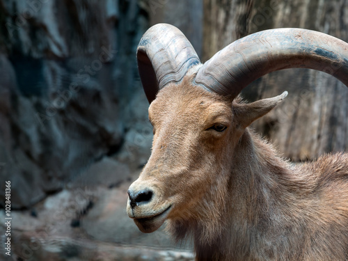 Close-up of one goat with large, curved horns, standing against rocky background