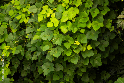 Tropical kudzu vines leaves