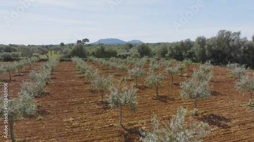 Aerial shot above an olive grove in the sun on the island of Majorca, Spain