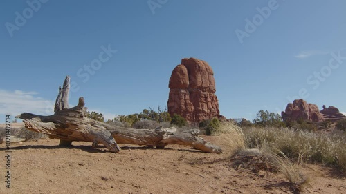 Dry, dead tree branch on the sand in Arches Road National Park Utah, United States