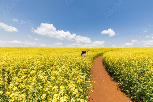 Woman tourists are taking a selfie at a rapeseed field in spring on the Anseong Farmland near Anseong-si, Korea photo