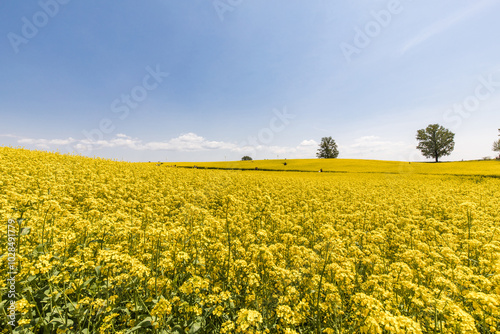 Rapeseed field in spring on the Anseong Farmland near Anseong-si, Korea photo