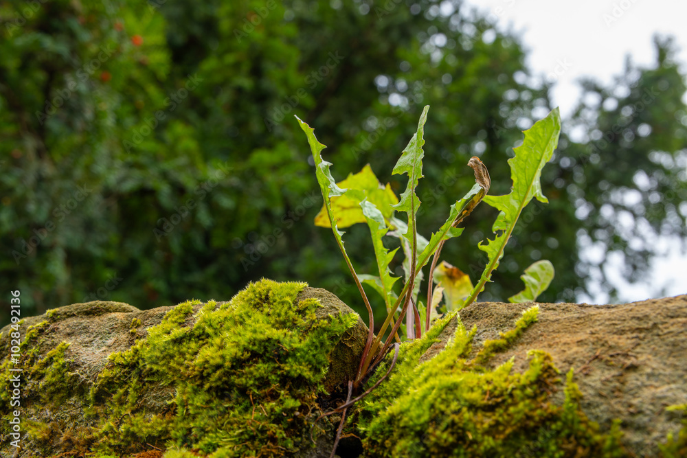 Naklejka premium A dandelion plant sprouts through moss-covered rocks on a cloudy day