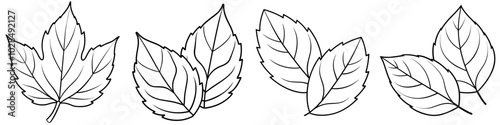 line art vector illustration collection of fallen leaves . isolate on a white background. SVG and PNG
