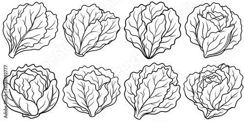 line art vector illustration collection of lettuce . isolate on a white background. SVG and PNG
