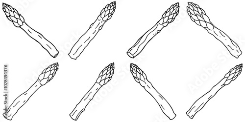 line art vector illustration collection of asparagus . isolate on a white background. SVG and PNG
