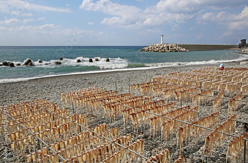 Namyang-ri, Ulleung-gun, Gyeongsangbuk-do, Korea - October 3, 2014:  Squids are being dried near the shore with the care of a female. photo