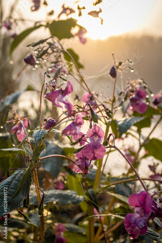 Pink flowers (Himalayan balsam) on the shore lake in the rays of dawn. Flowers in frost, morning