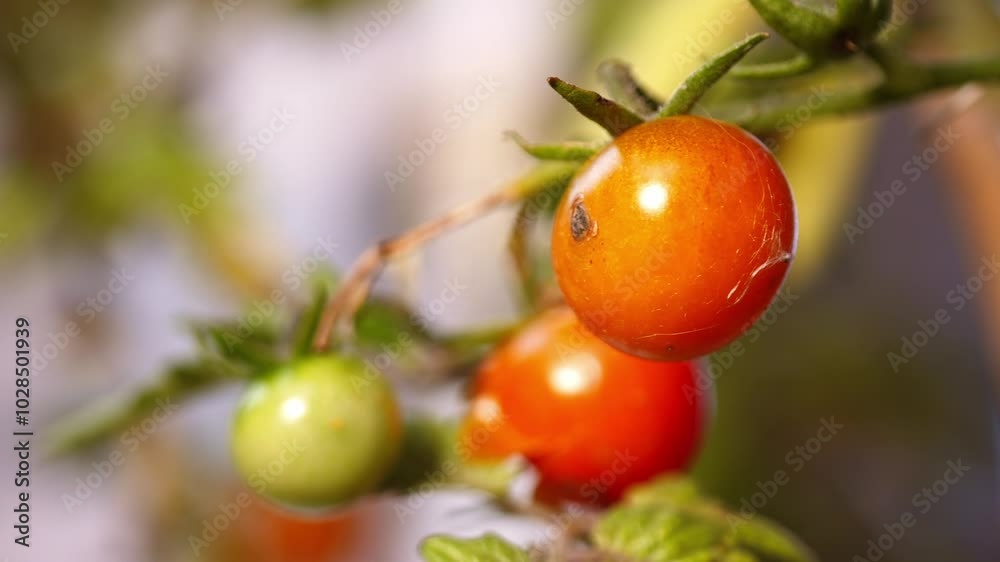 Young cherry Tomato plant on the vine Young cherry Tomato plant on the vine