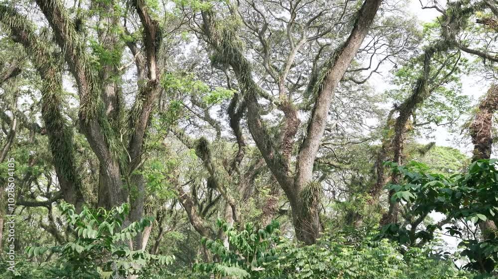 Vibrant green rainforest with thick layers of greenery and towering tree trunks, perfect for a nature background Vibrant green rainforest with thick layers of greenery and towering tree trunks, perfect for a nature background