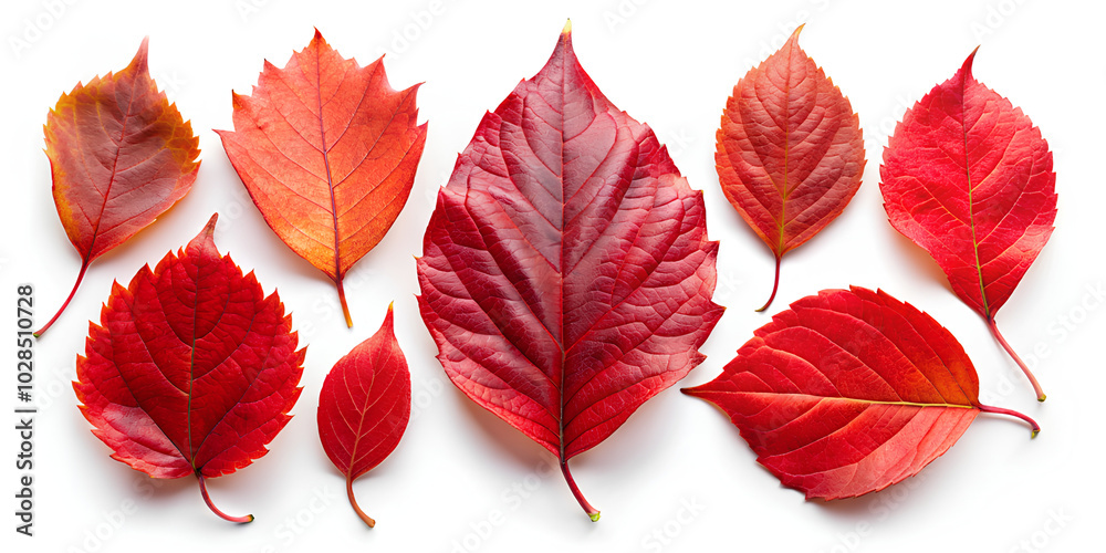 Collection of red fallen autumn leaves isolated on white background Collection of red fallen autumn leaves isolated on white background