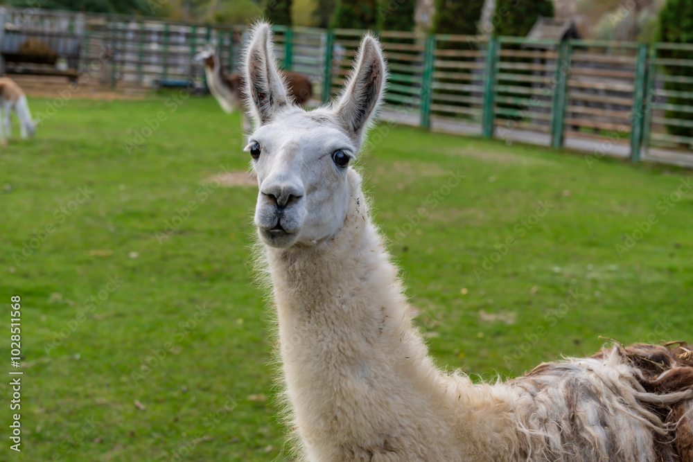 Obraz premium Llama standing in a grassy outdoor enclosure at a zoo. Animal portrait photography.