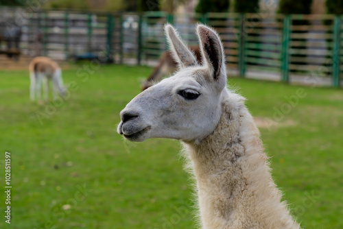 Llama standing in a grassy outdoor enclosure at a zoo. Animal portrait photography.
