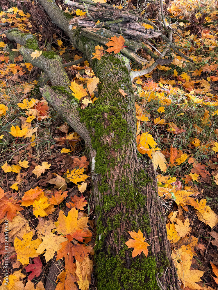 Obraz premium autumn leaves in the park autumn landscape