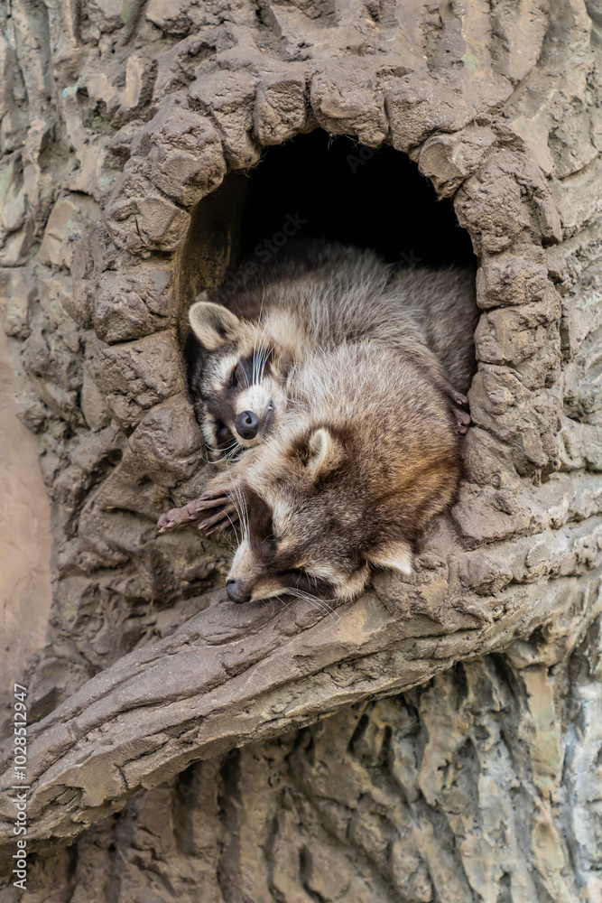 Fototapeta premium Two raccoons sleeping inside a tree hollow in a zoo enclosure. Wildlife photography.