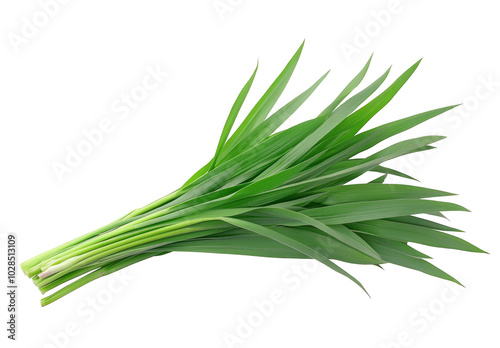 High-Quality PNG of Fresh Pandan leaves Isolated on White Background – High Resolution