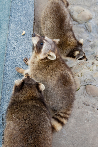 Group of raccoons, cute. zoo.