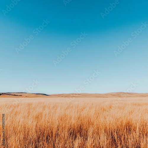 A vast golden field under a clear blue sky, conveying tranquility and openness.