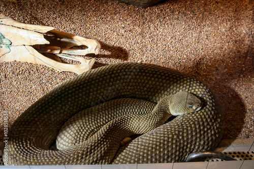 A long snake is curled up comfortably next to an old, weathered skull, creating a striking and intriguing visual contrast in nature photo