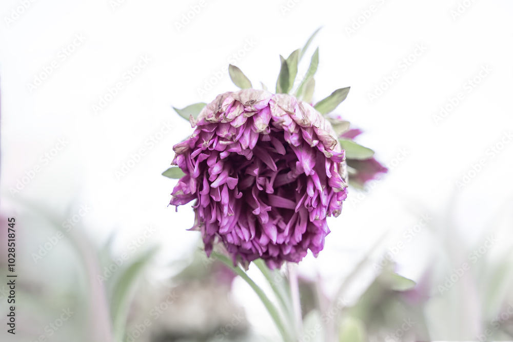 Obraz premium background with pink flower. Wallpaper with chrysanthemum. Backdrop with copy space. picture for congratulations. autumn, winter flower. plant is withering. poster for interior. picture for house.