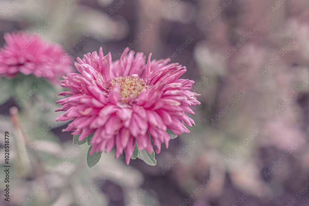 Obraz premium background with pink flower. Wallpaper with chrysanthemum. Backdrop with copy space. picture for congratulations. autumn, winter flower. plant is withering. poster for interior. picture for house.