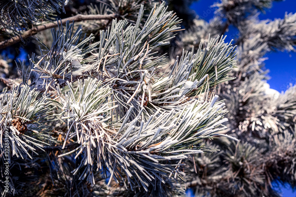 Naklejka premium Frozen coniferous tree branch with snow