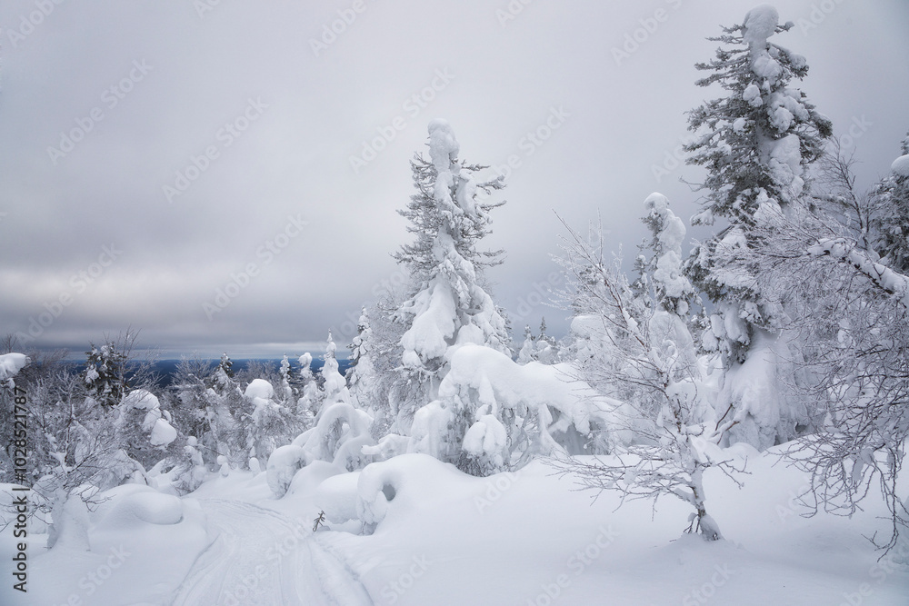 Naklejka premium Landscape with winter snow-covered trees. Karelia. Russia